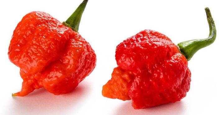 e garden carolina reaper