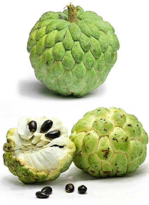 Real Seed Custard Apple Hybrid Imported Seed Price in India Buy Real