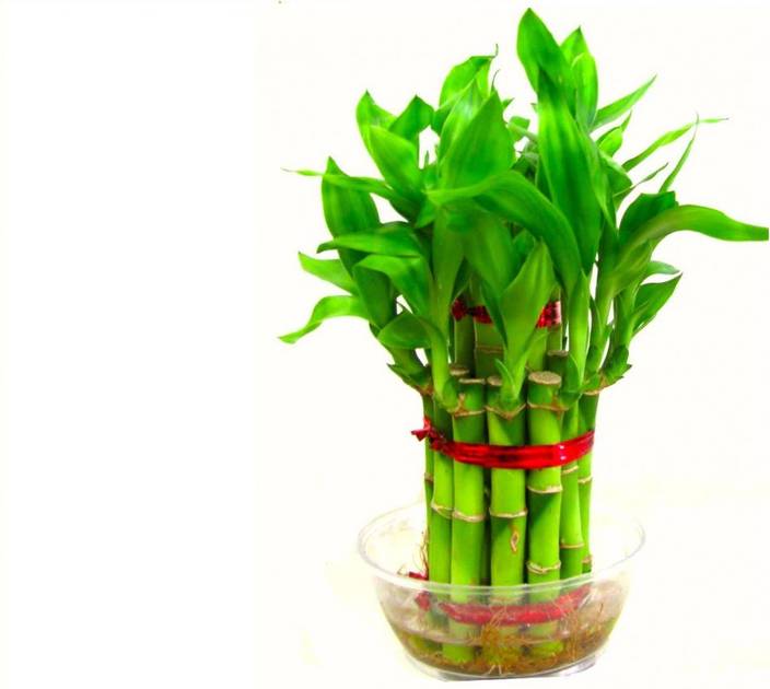Green Plant Indoor 2 Layer Lucky Bamboo Plants Seed