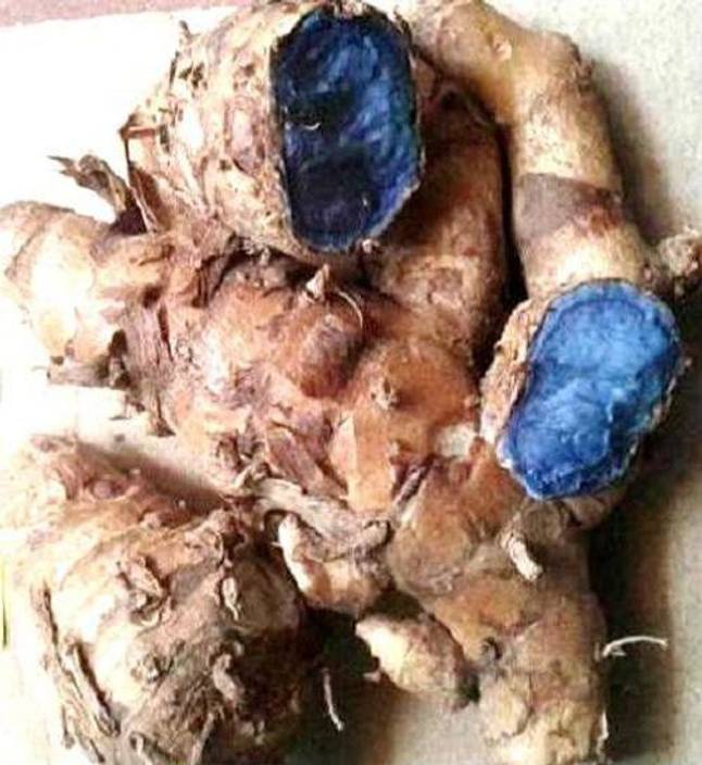 Seedbazaar Kali Haldi Black Turmeric Seed Price in India Buy Seedbazaar Kali Haldi Black