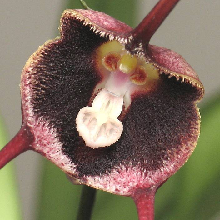 E Garden Dracula Simia Seed Price in India Buy E Garden E Garden Dracula Simia Seed Price in India Buy E Garden