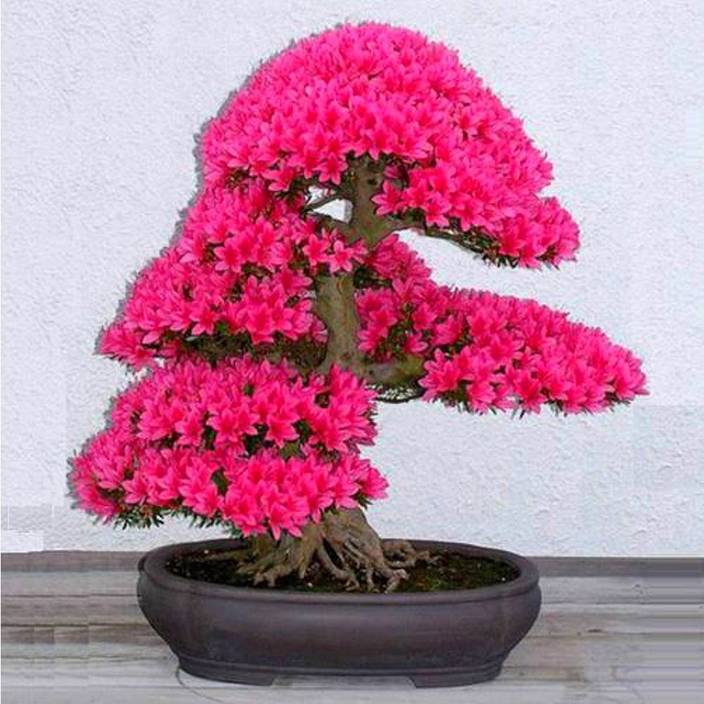 Rainbow Spring Seeds Anese Sakura Cherry Blossom Bonsai Tree Seed Rainbow Spring Seeds Anese Sakura Cherry Blossom Bonsai Tree Seed