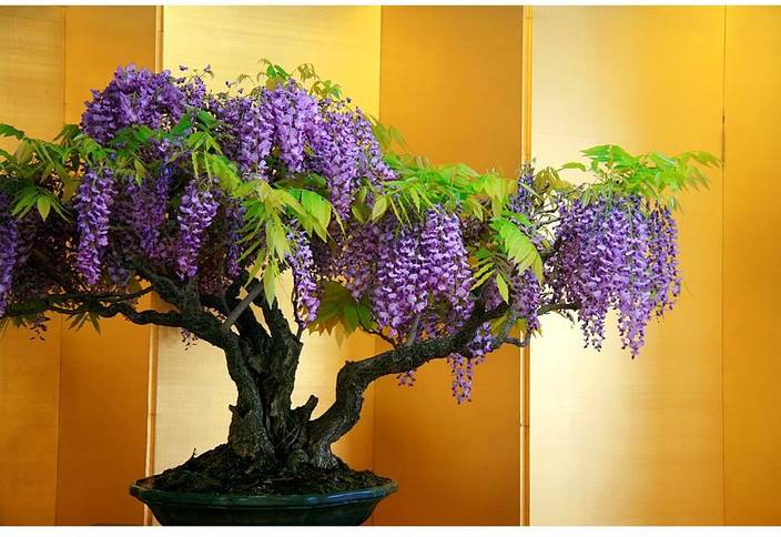 Rainbow Spring Seeds Bonsai Wisteria Tree Seed Price In India Rainbow Spring Seeds Bonsai Wisteria Tree Seed