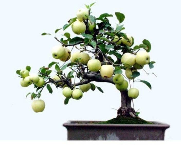Bonsai Fruit Tree For Sale In Hyderabad Bonsai Tree