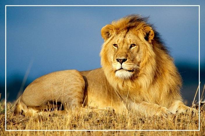 Printinggali Babbar Sher Lion Posters Paper Print Quotes