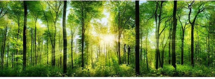 forest scenery premium poster