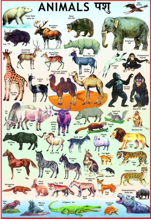 Animals Chart for Children Paper Print - Children posters in India ...