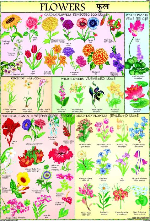 Flowers Chart For Children Paper Print - Children posters in India ...