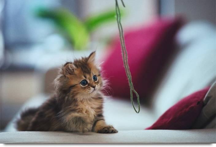 cute kitty paper print
