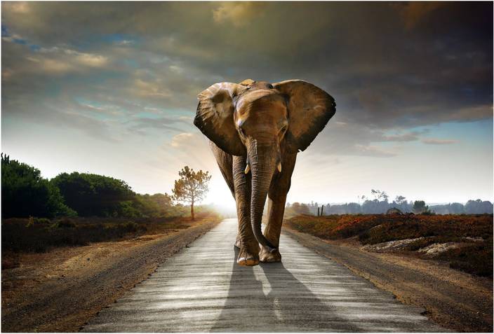 Elephant Wall Paper Newletterjdi Co