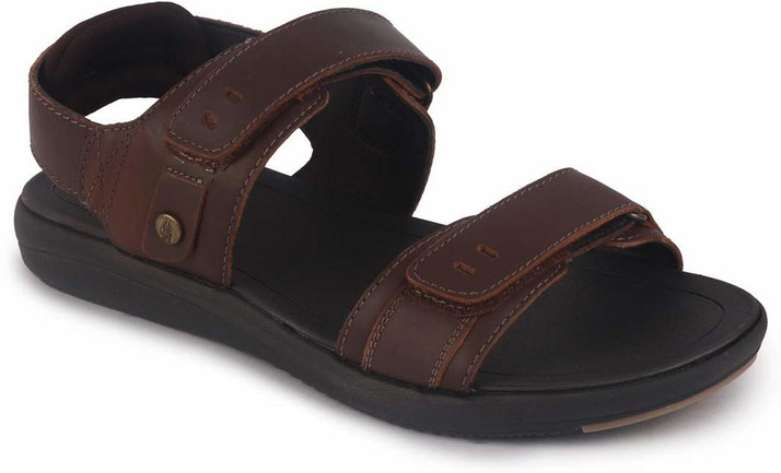 small pitbull terrier