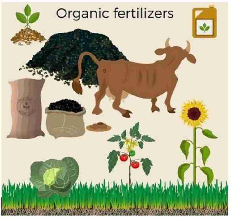 EVERGROW Cow Dung Manure Fertilizers for Plants & Home Gardening Manure