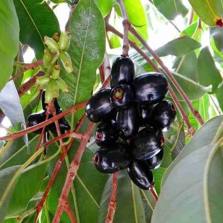 Qualtivate ™ Syzygium cumini/Jamun (जामुन) Tropical Fruit Plant Seed