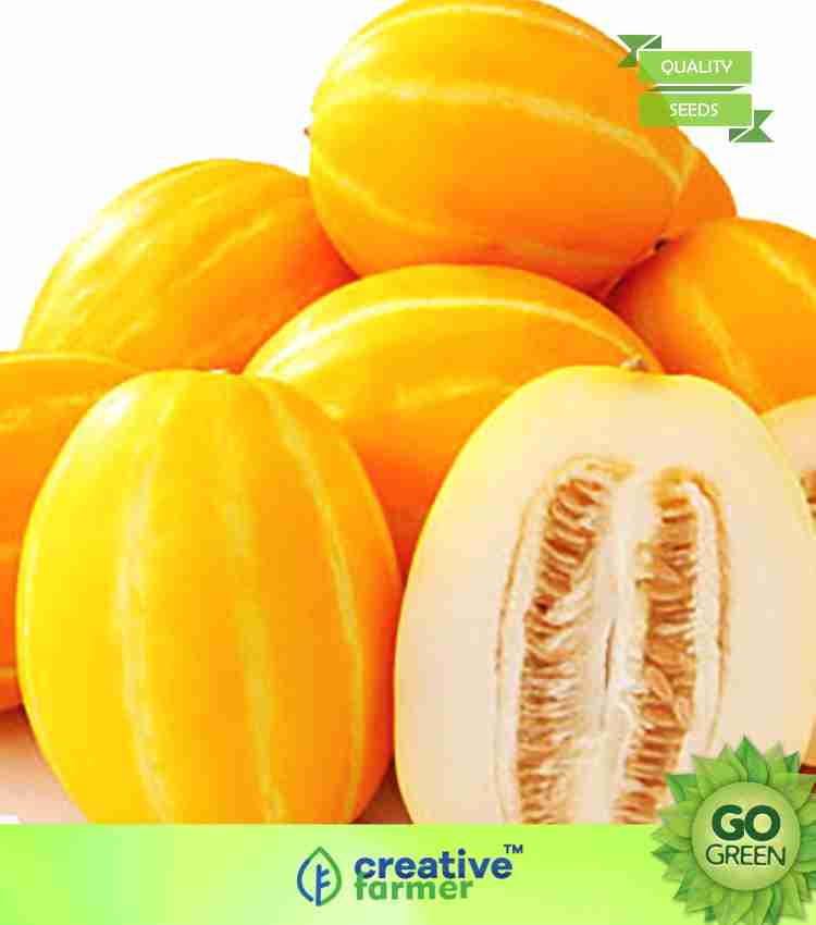 creative farmer Vegetable Seeds Yellow Shamam Seeds Yellow Melon