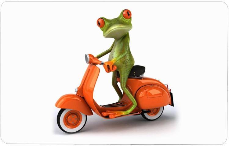 WallDaddy Naughty Frog Laptop Skin vinyl Laptop Decal 15.6