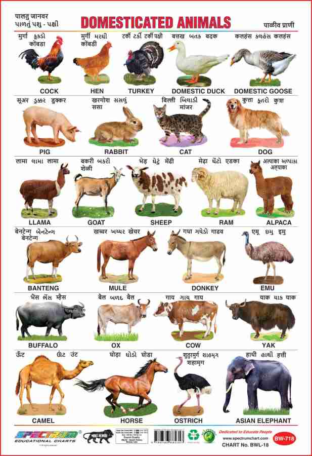 Spectrum Set of 5 Educational Large Wall Charts : ( Wild Animals ...