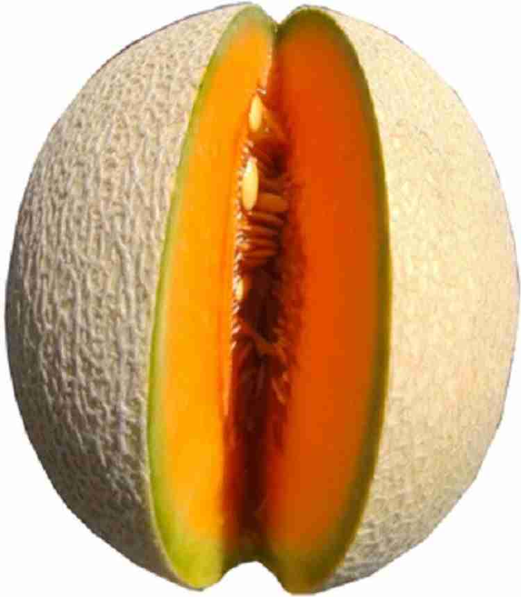 Sjeme Natural Organic Kharbuj / Musk Melon Seed 20 Seed Price in India