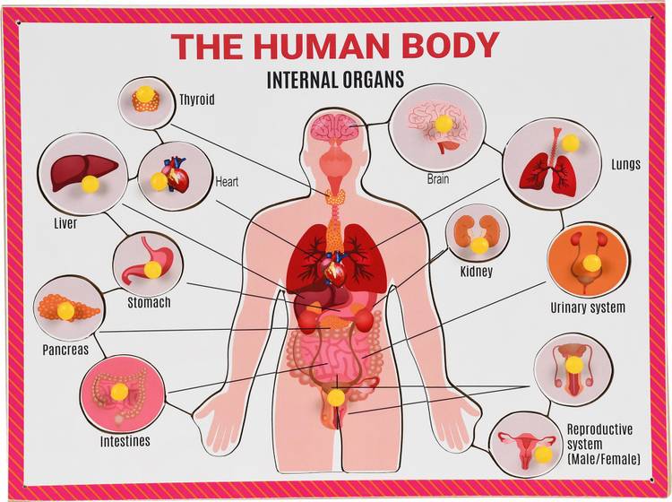 GKids Wooden Part of Human Body Internal Organ with Knobs for Learning Educational Picture Puzzle Baord Best Gift for Kids, Perfect Learning Toys Age 3 and above