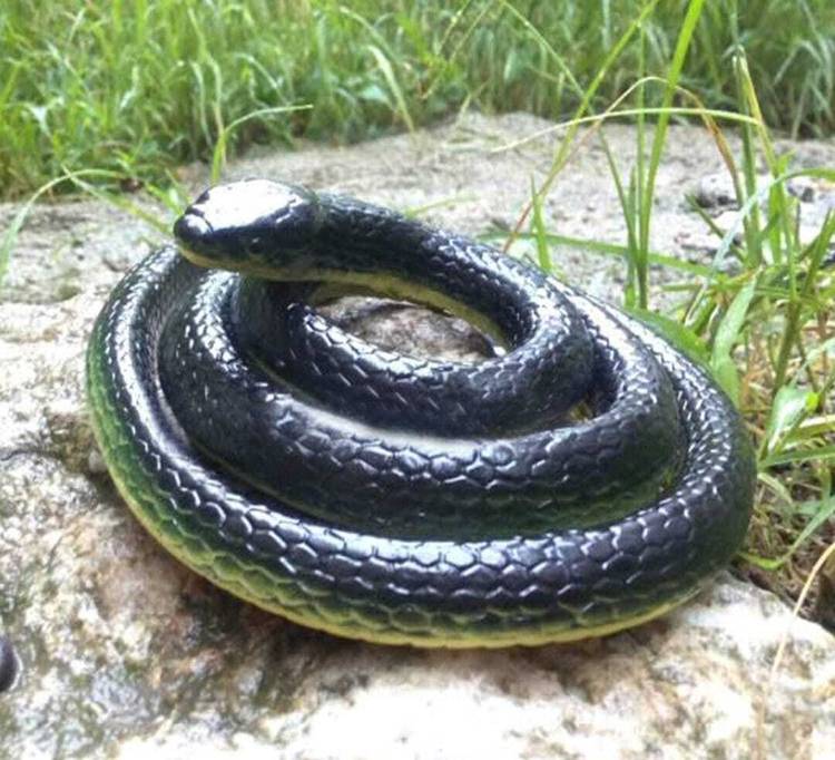 little toys SNAKE