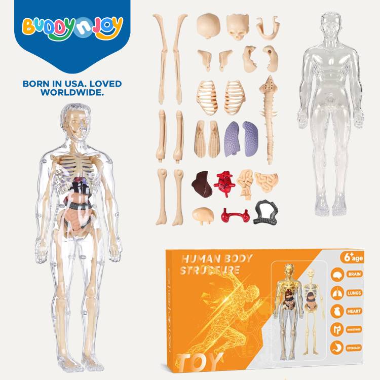 Buddynjoy 3D Human Body Model for Kids , Fully Transparent Body With 29 Pcs Anatomy Figure