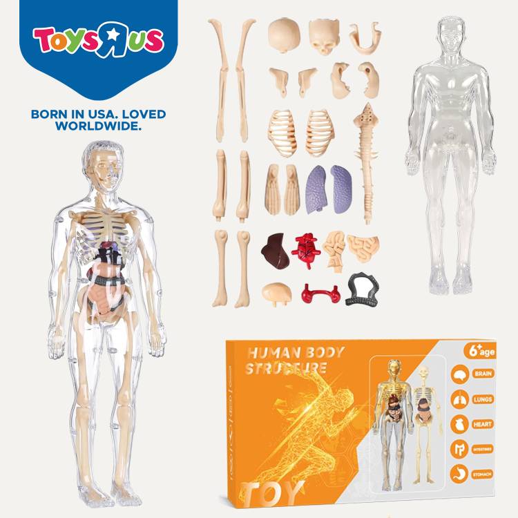 Toys R Us Universe of Imagination 3D Human Body Model for Kids , Fully Transparent Body With 29 Pcs Anatomy Figure