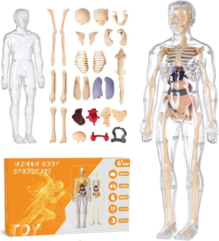 Thrive Toys Human Body Model for Kids | 3D Human Body Parts Puzzles