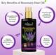 Phillauri Rosemary Hair Growth Oil with Rosemary & Methi Dana for Promoting Hair Growth Hair Oil 2