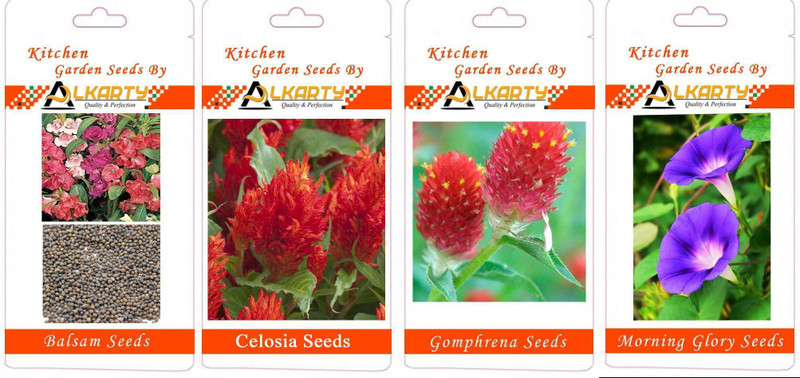 alkarty Balsam, Celosia, Gomphrena, Morning Glory summer flower seeds pack of 20 each Seed(20 per packet)