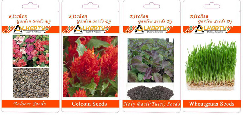 alkarty Balsam, Celosia, Tulsi, Wheatgrass summer flower seeds pack of 20 each Seed(20 per packet)