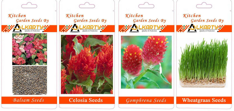 alkarty Balsam, Celosia, Gomphrena, Wheatgrass summer flower seeds pack of 20 each Seed(20 per packet)