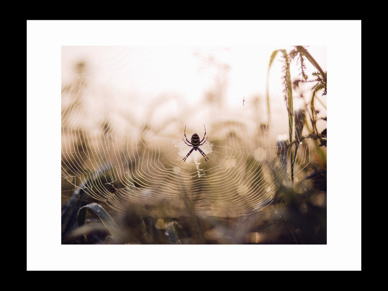 ravgar Spider Spinning Its Web Canvas Painting Wall Art [16 x 20 inch] Framed Cotton Fine Grain Primed Canvas Board (Set of 1)(Multicolor)