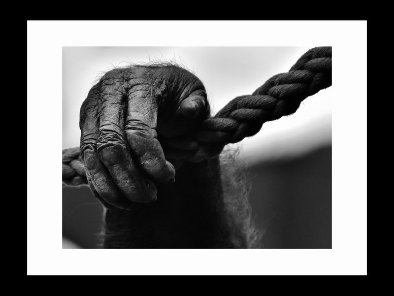 ravgar Gorilla's hand on the rope Canvas Painting Wall Art [16 x 20 inch] Framed Cotton Fine Grain Primed Canvas Board (Set of 1)(Multicolor)