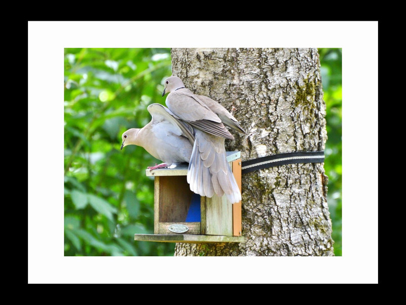ravgar Dove birds enjoying in thier Dovecote Canvas Painting Wall Art [16 x 20 inch] Framed Cotton Fine Grain Primed Canvas Board (Set of 1)(Multicolor)