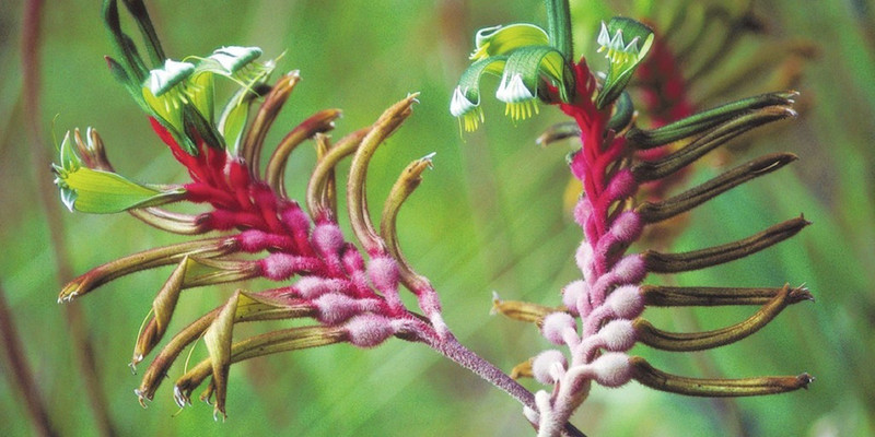 nirzara ?Anigozanthus manglesii?? Seed(10 per packet)
