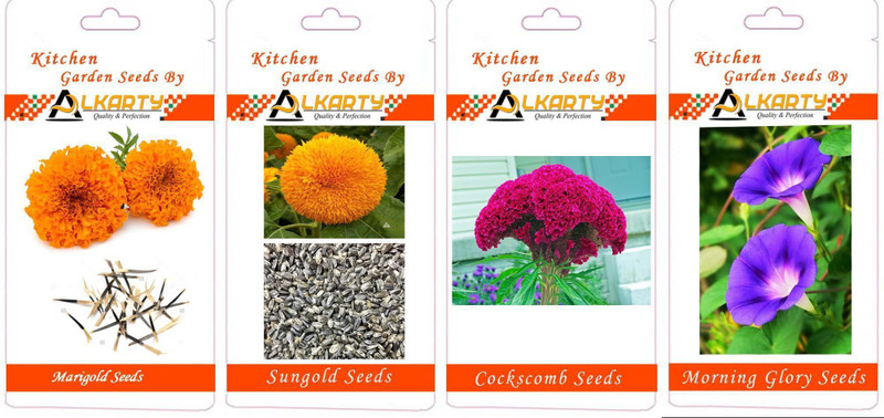 alkarty Marigold, Sungold, Cockscomb, Morning Glory summer flower seeds pack of 20 each Seed(1 per packet)
