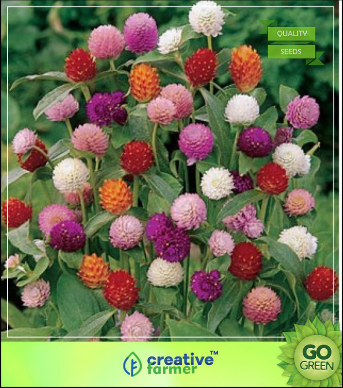 Creative Farmer Gul-E Makhmal - Gomphrena Plant Garden Seeds Seed(20 per packet)