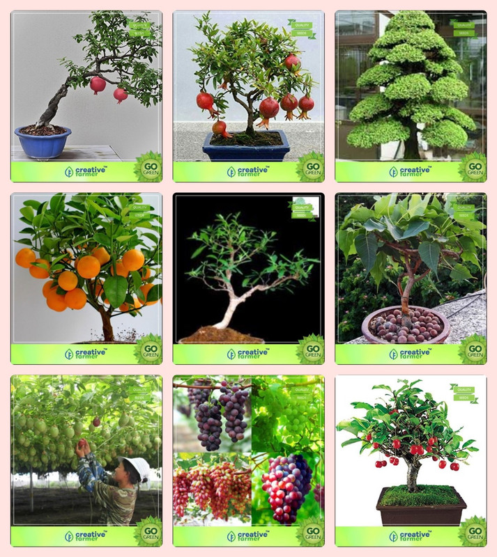 Creative Farmer Bonsai Seeds Air Purif Buy Online In Cambodia At Desertcart