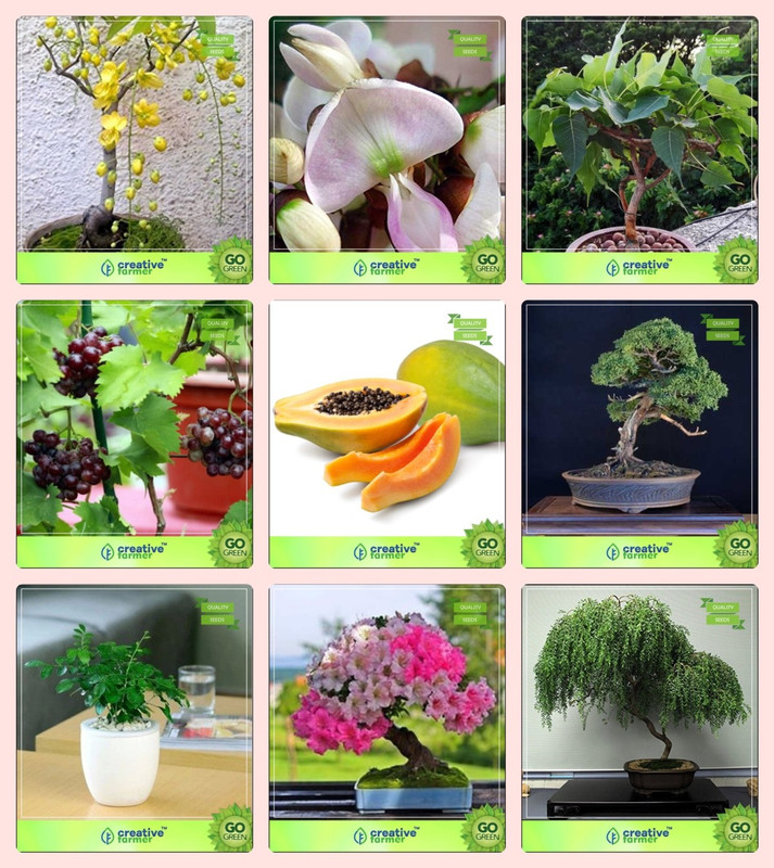 Creative Farmer Bonsai Seeds : Seeds For Garden Plants Combo Golden Rain Tree, Pongamia Pinnata (Indian Beech), Ficus Religiosa, Grapepapaya,English Walnut,Murrayya Exotica,Lagerstroemia ,Peltophorum Garden Seeds Seed(10 per packet)- Buy Online in Mongolia Creative Farmer Bonsai Seeds : Seeds For Garden Plants Combo Golden Rain Tree, Pongamia Pinnata (Indian Beech), Ficus Religiosa, Grapepapaya,English Walnut,Murrayya Exotica,Lagerstroemia ,Peltophorum Garden Seeds Seed(10 per packet)- Buy Online in Mongolia