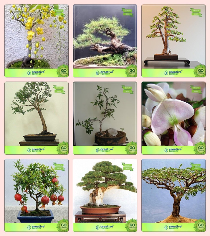 Creative Farmer Bonsai Seeds Bonsai Suitable Plant Seeds Of Combo |  Desertcart Bahamas
