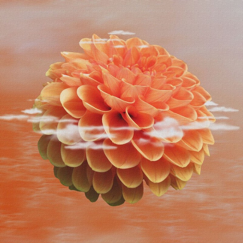 dahlia flower in water canvas poster Canvas Art(24 inch X 24 inch, Rolled)