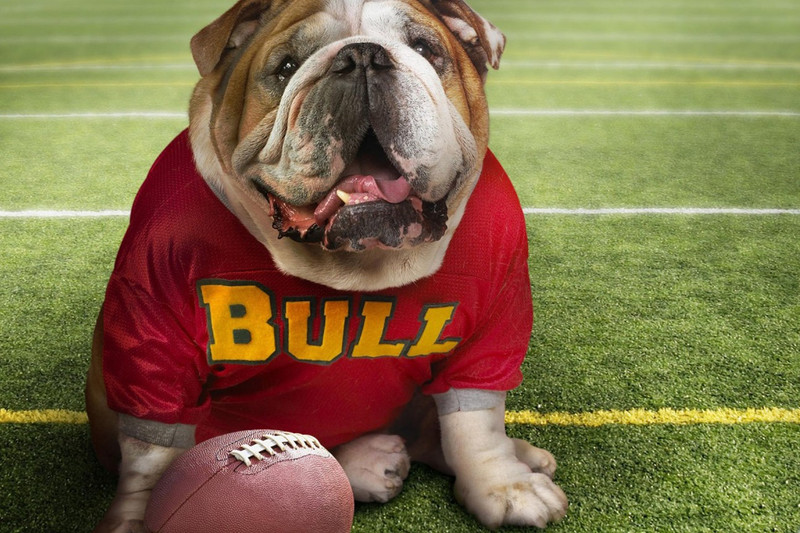 BULL DOG ANIMAL PAPER PRINT POSTER Paper Print(12 inch X 18 inch)