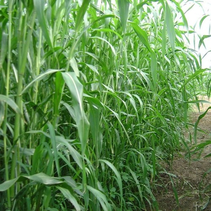 syed garden sudan sorghum imported Seed(200 per packet)