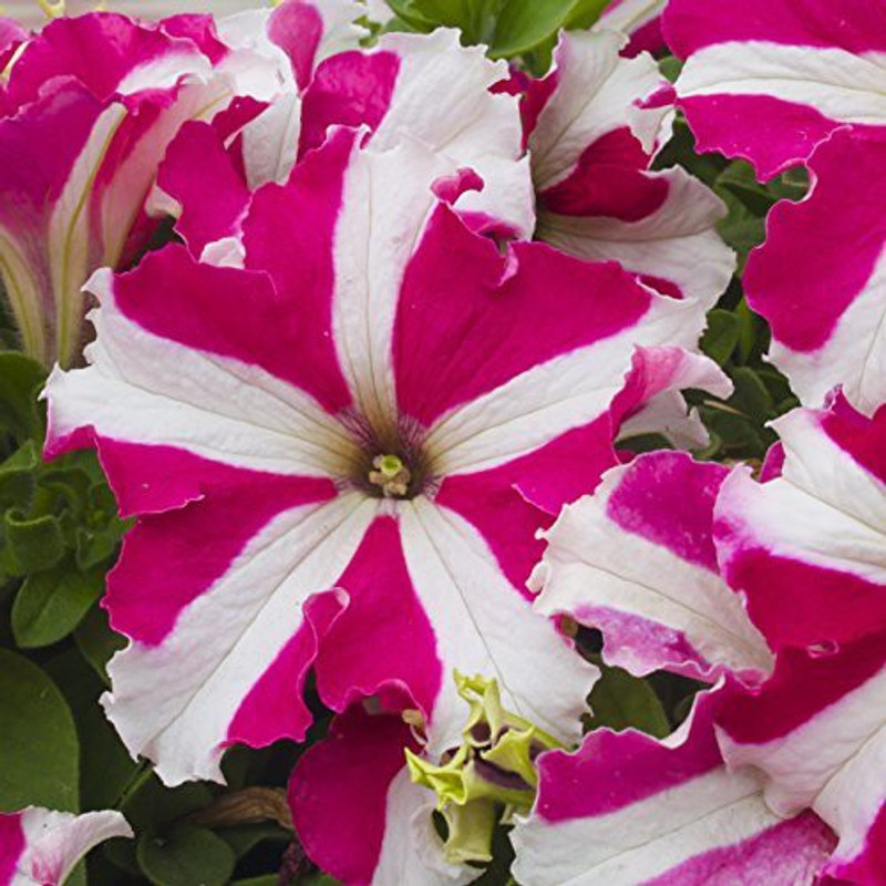 syed garden petunia Nc start mix Seed(50 per packet)