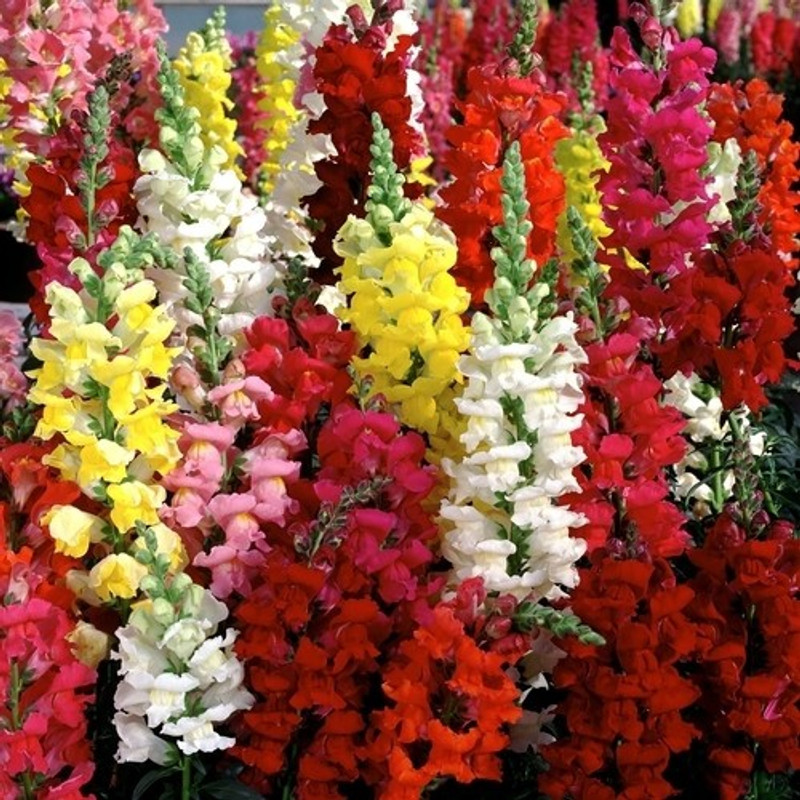 syed garden antirrhinum dwarf mixed thom thumb seed Seed(50 per packet)