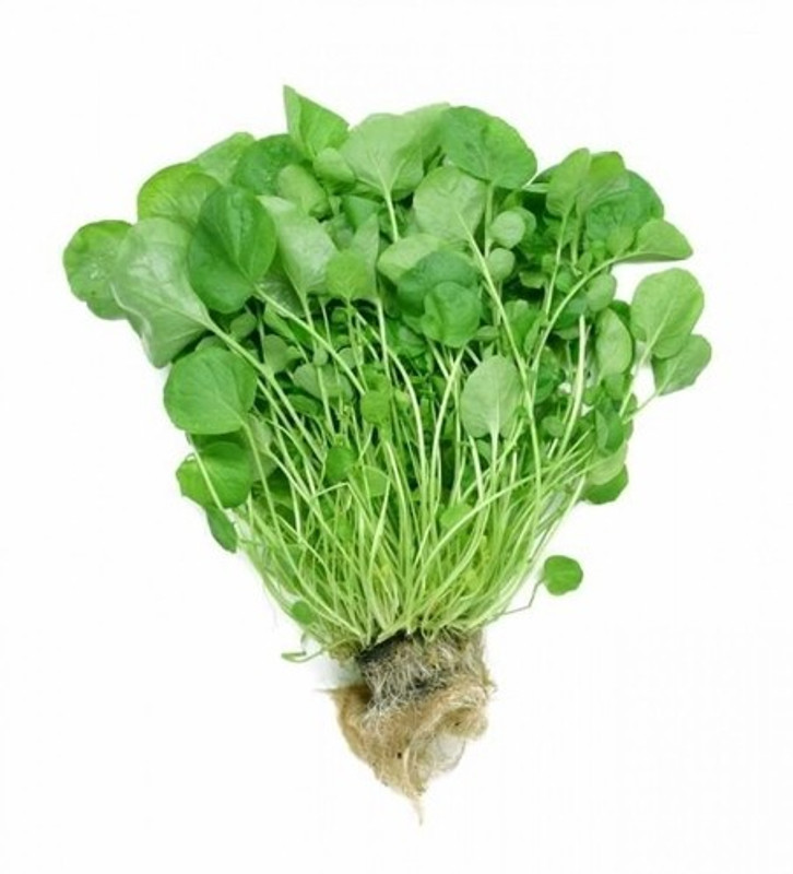 syed garden Watercress seed Seed(50 per packet)