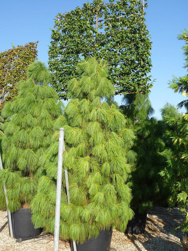 syed garden pinus excelsa seed Seed(50 per packet)