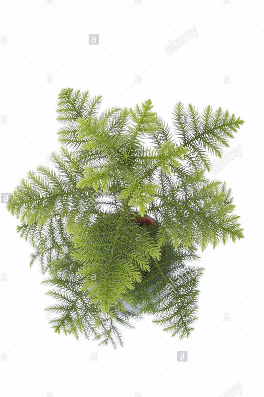 get some deals Christmas tree Plant(Hybrid, Pack of 1, Foliage)