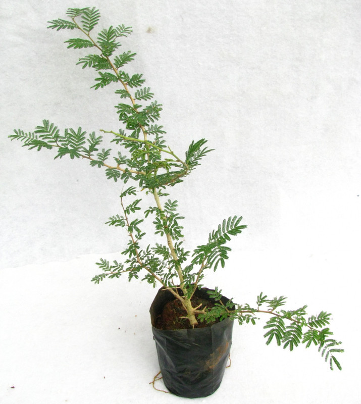 get some deals Shammi plant-Prosopis cineraria Plant(Hybrid, Pack of 1, Shrub)