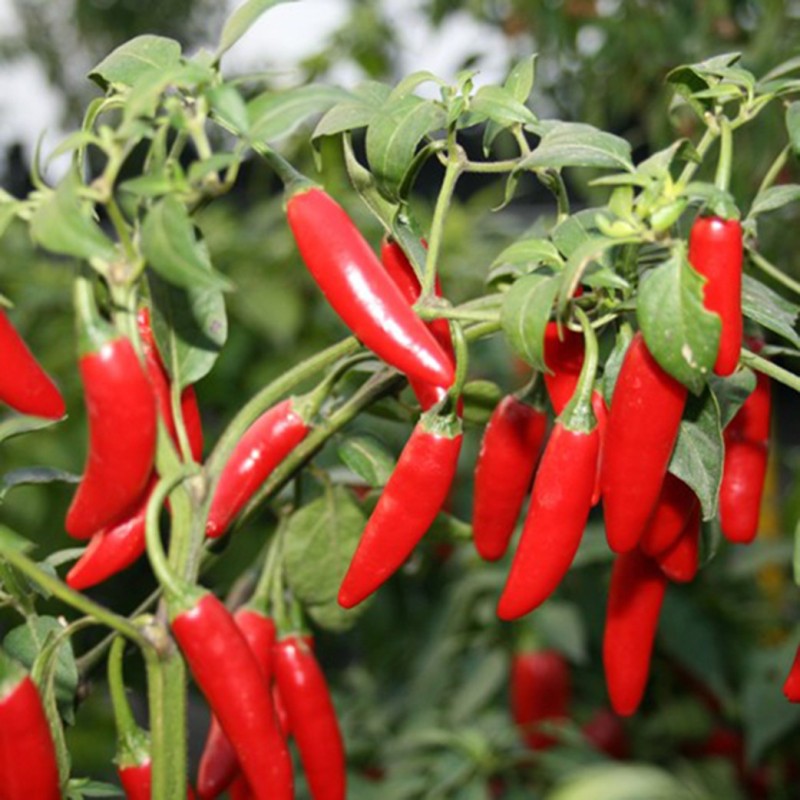 National Gardens Hot Serrano Mexican Chile Pepper Seeds Seed(10 per packet)