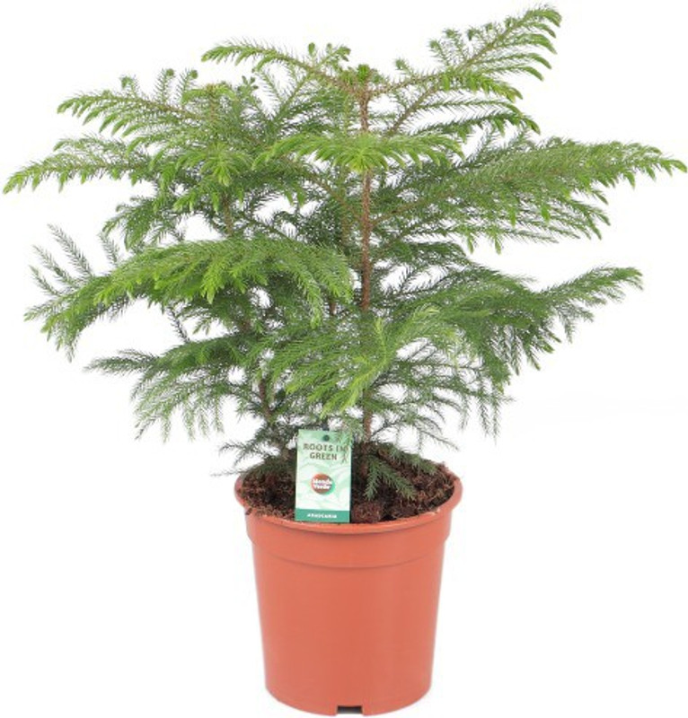 get some deals Araucaria Christmas plant Plant(Hybrid, Pack of 1, Foliage)